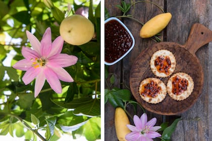 Passiflora tripartita (izquierda) y mermelada realizada con los frutos de su jardín (derecha)