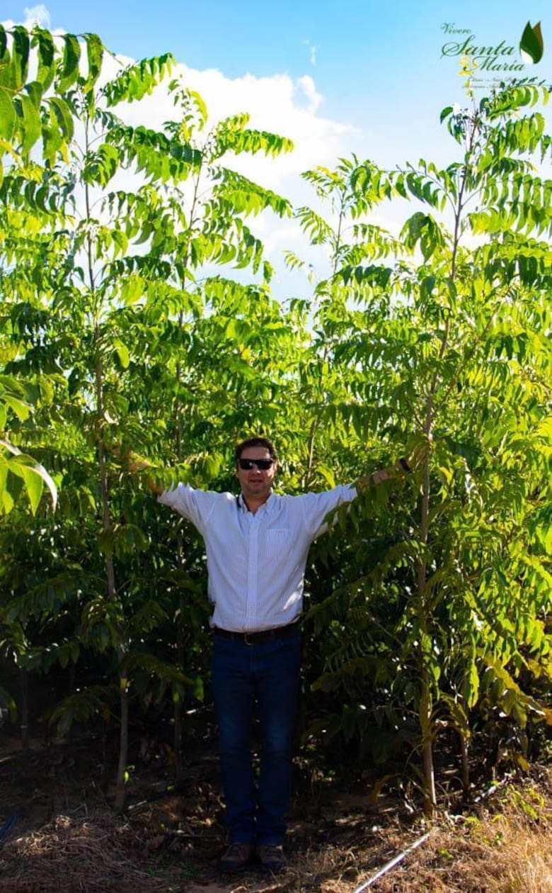 Lo trajo Sarmiento: Argentina ya produce 4000 toneladas de nuez pecán con Abel Pintos como embajador