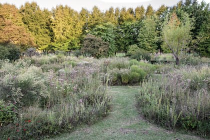 Pastizal experimental de herbáceas y gramíneas nativas que se va desarrollando año a año a través de la autorresiembra. Se observan Campuloclinium macrocephalum, Achyrocline satureioides y Eupatorium subhastatum, entre otros.