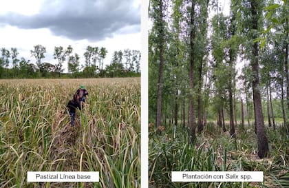 Pastizales analizados por el equipo multidisciplinar
