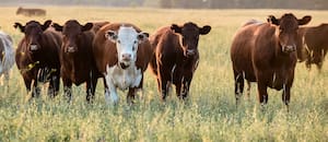 Permitirán el ingreso de 80.000 toneladas de carne norteamericana y 1000 toneladas de quesos