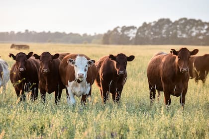 En el próximo ciclo ganadero 2021/22, las empresas planean disminuir el uso de maíz para emplear en una mayor proporción el consumo de pasto