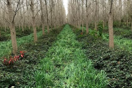 Pasto entre los árboles del Delta