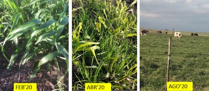 Pastoreando “hasta el piso” a fines de enero o principio de febrero, puede intersembrarse con avena o rye grass anual por aire o intersiembra con fertilización en la línea