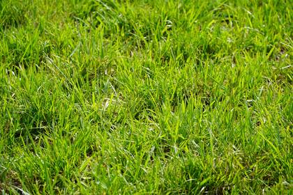 Pasturas con fertilización en el sudeste bonaerense: investigadores del INTA y técnicos de la Asociación Civil Fertilizar llevan adelante un proyecto para mejorar la productividad ganadera