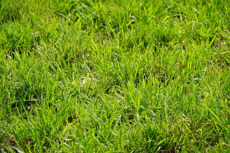 El secreto de las pasturas para aumentar la producción ganadera: un proyecto innovador