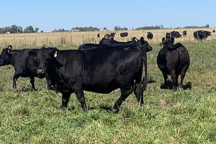 Pasturas para vaquillonas