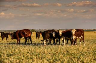 Los anuncios para el campo son puro maquillaje electoral