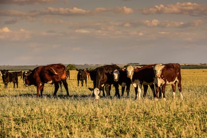Ganadería en la Patagonia