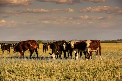 En la Mesa Patagónica reiteraron la necesidad y predisposición para reunirse en cuanto sean convocados, ya que son los productores patagónicos, quienes tienen el pleno conocimiento de la situación y que directamente están afectados por la medida en estudio