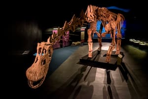 El Patagotitan, el dinosaurio “argentino” más grande del mundo, llegó a Londres