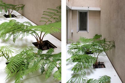 Patio interno con un deck calado de donde salen helechos arbóreos y helechos dryopteris.