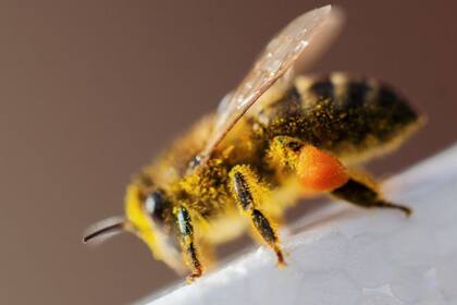 El polen pueden durar millones de años en las condiciones correctas