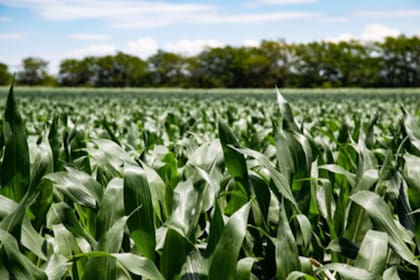 Patrick du Jardin: "Sabemos lo importante que es adaptar la tecnología a las situaciones locales, porque la respuesta del suelo y la planta no será la misma"