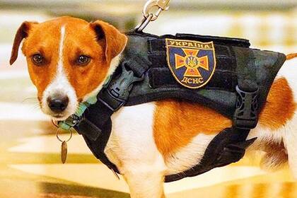 Patron, el perrito estrella en Ucrania