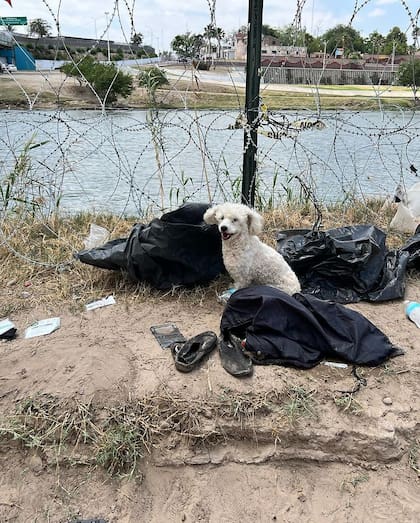 Patrulla Fronteriza separa a un perro y a su familia venezolana. El lomito se quedó triste al final del río por el que cruzaron.