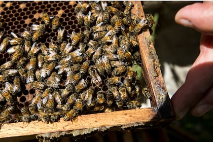 La flora apícola es cada vez menor. Es lo que necesita la abeja pero lo que al campo no le conviene", aclara González