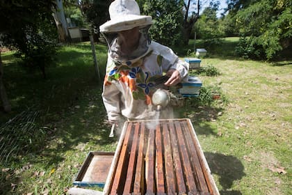 Para poder comenzar con el trabajo, los apicultores deben hechar humo sobre la colmena con el ahumador 