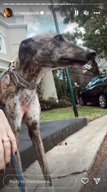 Paula Chaves compartió los momentos de la perra en su nuevo hogar a través de sus redes sociales