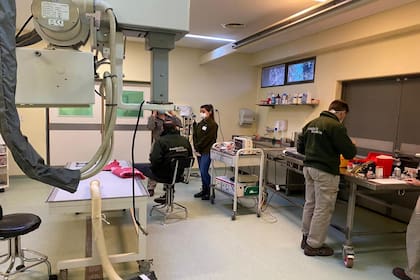 Paula Gonzalez Ciccia, bióloga especialista en conservación, explicó: “Para nosotros era muy importante conocer su estado para poder inferir por qué razón había llegado a Buenos Aires"