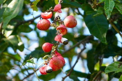Paulina elegans: la semilla negra recubierta por un arillo blanco parece un pequeño ojo