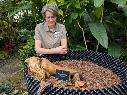 Paulina Maciejewska-Daruk con New Reekie aproximadamente tres semanas después de su floración