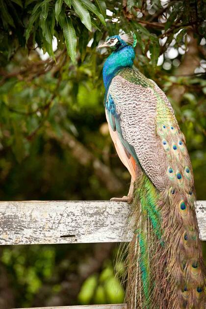 Pavo real en la fazenda São Bento.