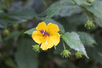 Pavonia sepium es el hogar de la chinche tricolor, que a su vez atrae aves depredadoras al jardín