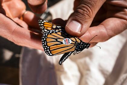 Pawel Pieluszyński, a gardener at Brooklyn Bridge Park in New York, tags a monarch butterfly on Sept. 26, 2021. This fall, monarch butterflies took refuge in the wildflowers of Brooklyn Bridge Park and Hudson River Park while traveling from Canada to Mexico. (Adrienne Grunwald/The New York Times)