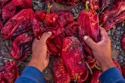 Payogasta tiene una producción artesanal de pimentón con denominación de origen en los altos valles calchaquíes de Salta.