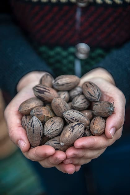 Pecán, una excelente fuente de grasas saludables, proteínas y antioxidantes.