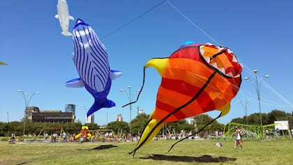 Peces, ballenas, medusas y otros animales marinos de los barriletes más habituales