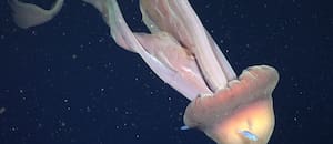 Hallaron una medusa gigante en el Mar Argentino