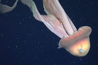 Hallaron una medusa gigante en el Mar Argentino