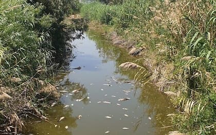 Peces muertos en el Mar de Galilea, considerado un lago en la actualidad por su poco nivel de agua