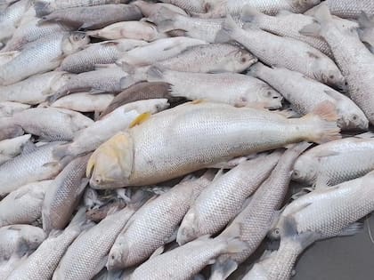 Peces murieron en la costa de la laguna