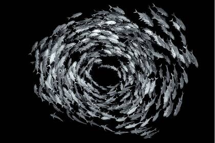 Peces patudos en el mar Rojo