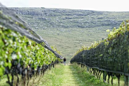 Peculiar geografía de Balcarce, donde el viñedo se encuentra rodeado de sierras