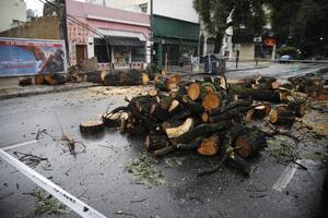 Pedazos del árbol que cayó en Álvarez Thomas y El Cano, en Villa Ortúzar
