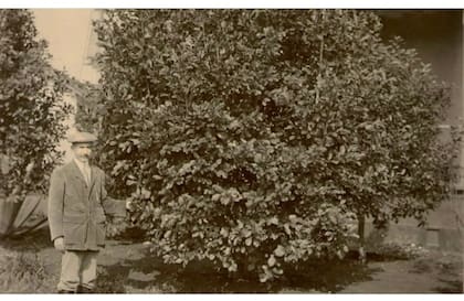 Pedro Núñez junto a una planta de yerba mate en Estancia Santa Inés.