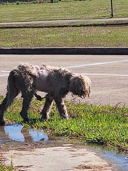 Pelaje enmarañado y las costillas a la vista por una desnutrición avanzada.