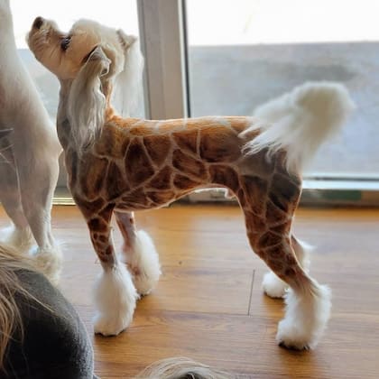 Pelajes multicolores, retratos de distintos personajes de películas o caras de dibujitos animados son algunas de las "creaciones" de los estilistas sobre el lomo de los perros.