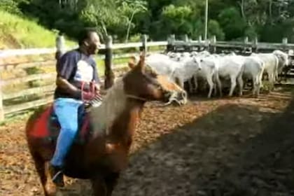 Pelé con parte del lote de ganado vacuno de su estancia