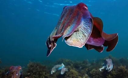 ¿Pelear o disfrazarse?