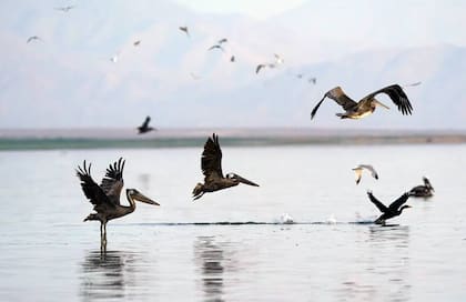 Pelícanos en el lago Saltón