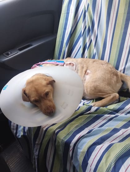 Pelusa viajó sin problemas en el auto cuando fue rescatado.