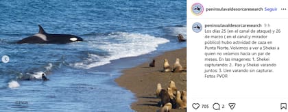 Península Valdés Orca Research confirmó actividad constante de las orcas durante esos días