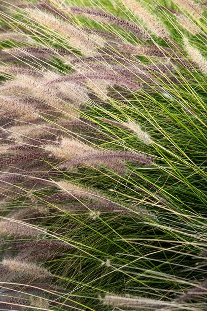 Pennisetum alopecuroides, con sus espigas suaves y etereas