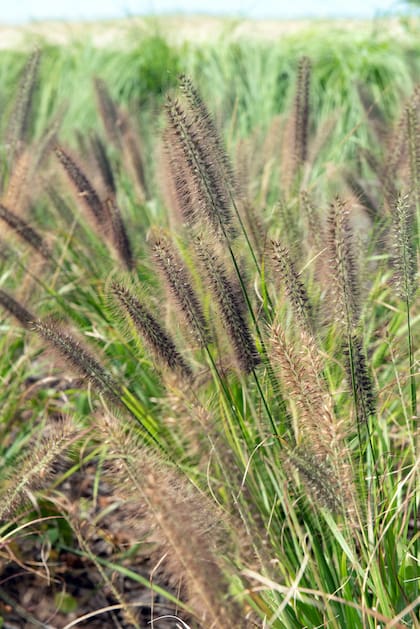 Pennisetum alopecuroides ‘Moudry’ llega a medir 90 cm en flor
