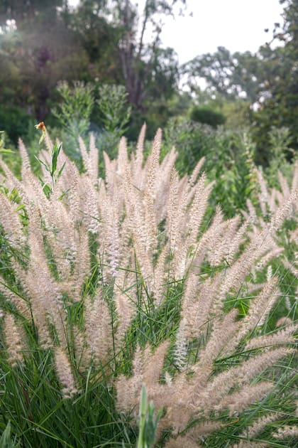 Pennisetum orientale kare rose, una gramínea que gana estructura con el tiempo